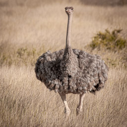 Female Somali Ostrich