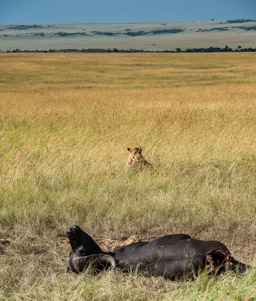 Female Lion Guarding Kill