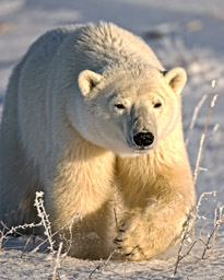 Polar Bear Exploring Tundra