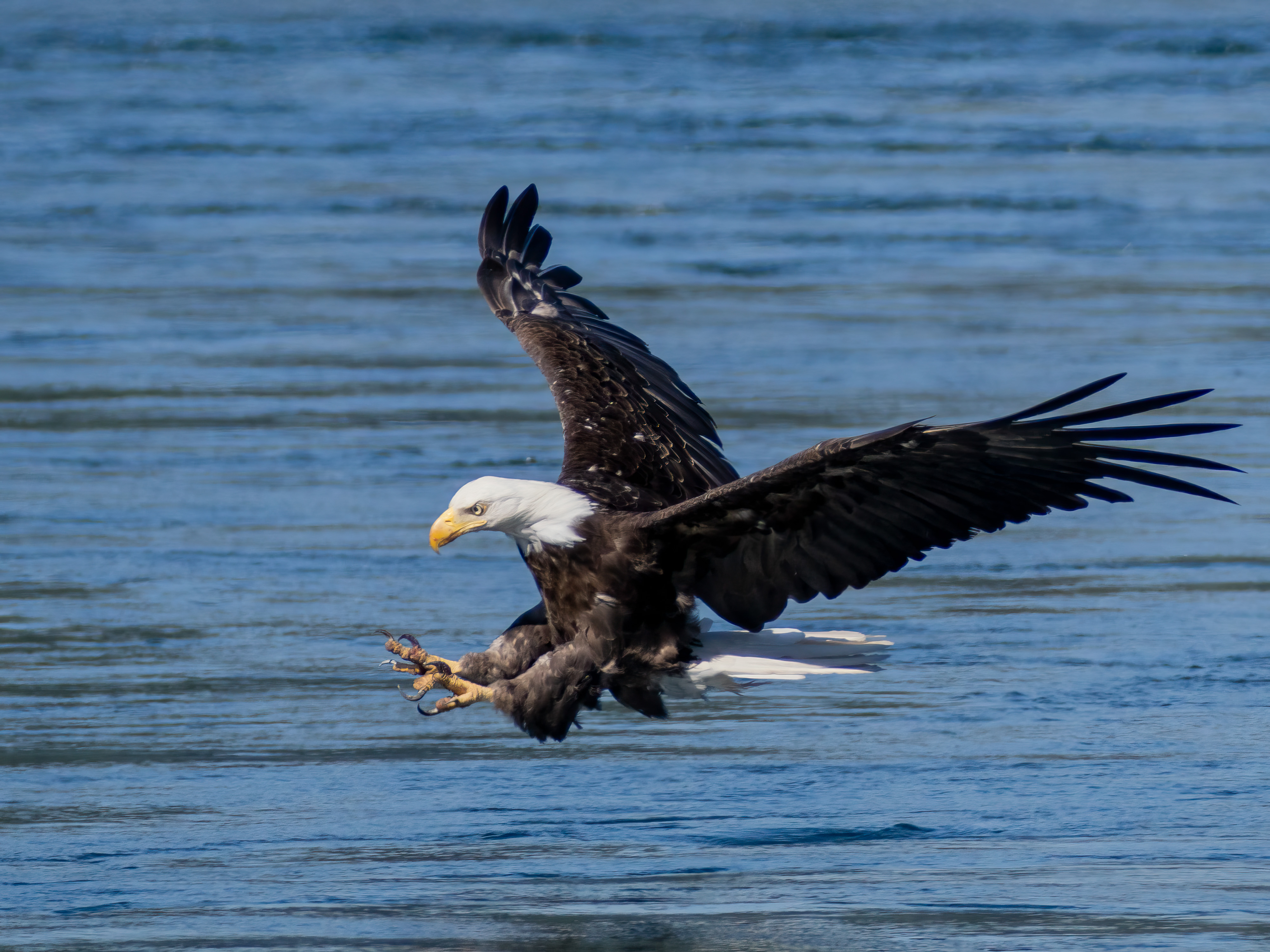 Bald Eagle